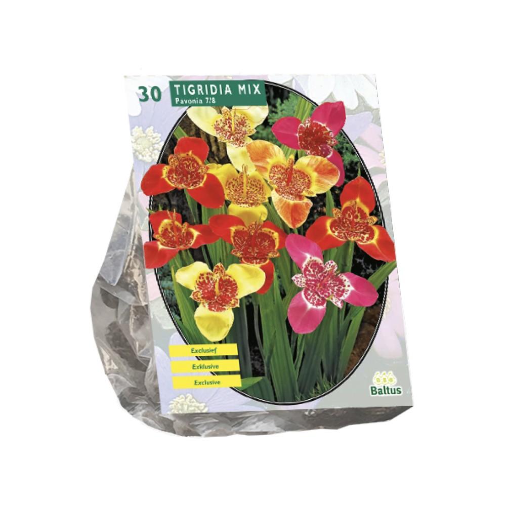 Tigridia Pavonia Mixx 30 bulbi