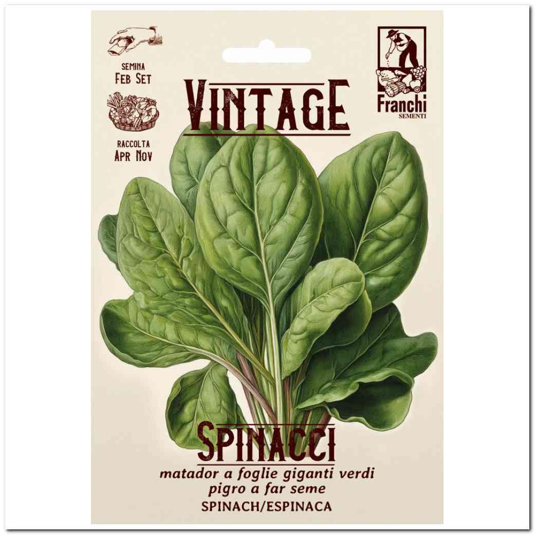 Spinaci Matador a foglie giganti Franchi Sementi