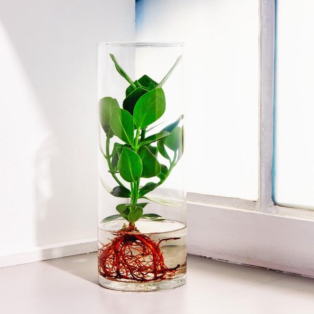 Clusia princess Ø10 cm | Altezza 10 12 cm