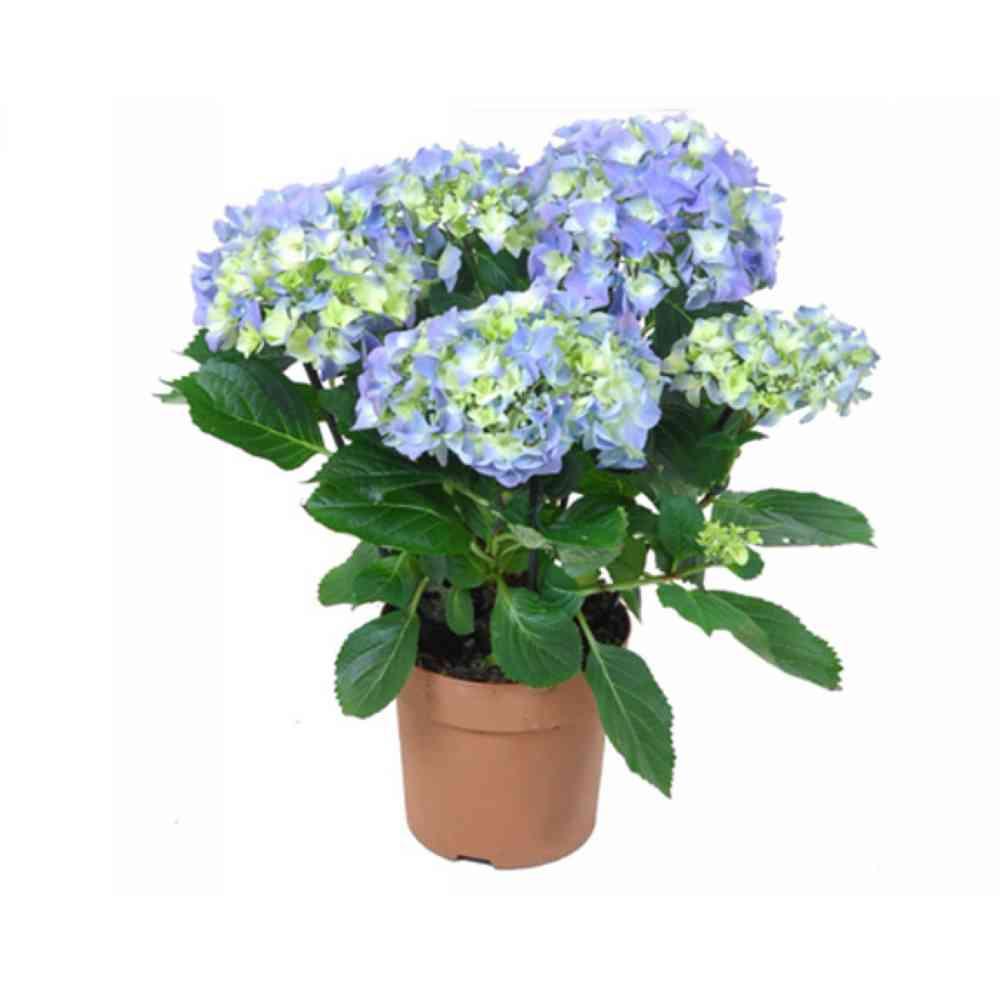 Ortensia vaso Ø22 cm