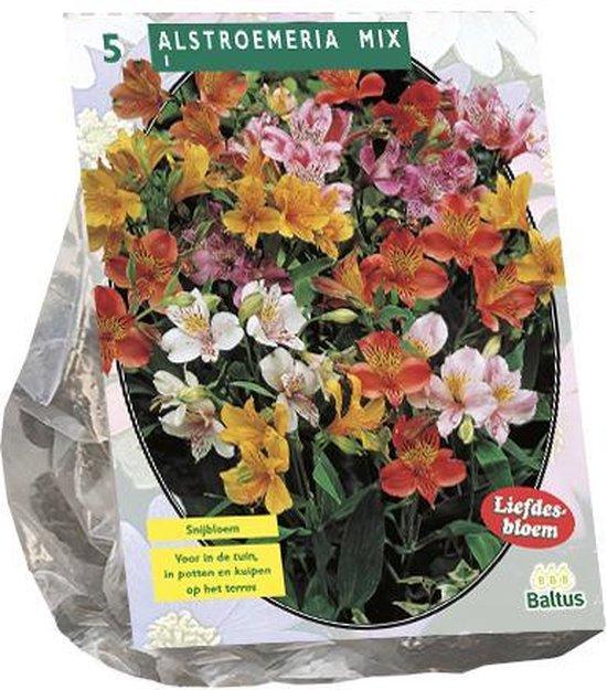Bulbi di Alstroemeria mix