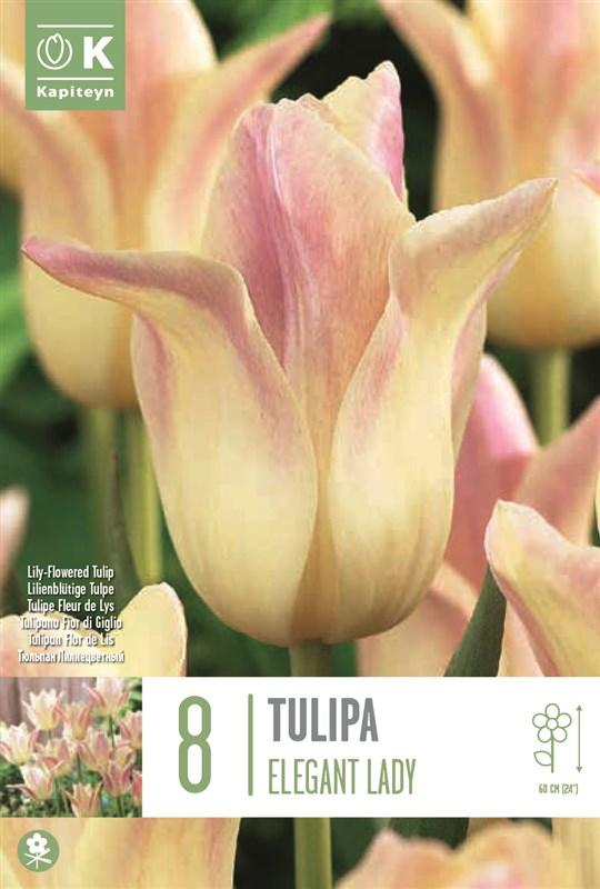 Bulbi Tulipano Fior di Giglio Elegant Lady x8