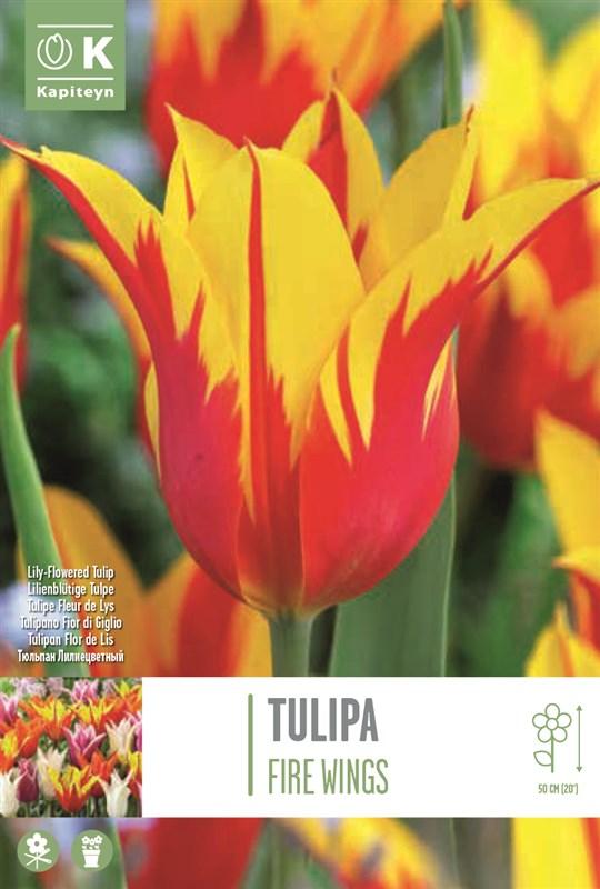 Bulbi Tulipano Fior di Giglio Fire Wings x8