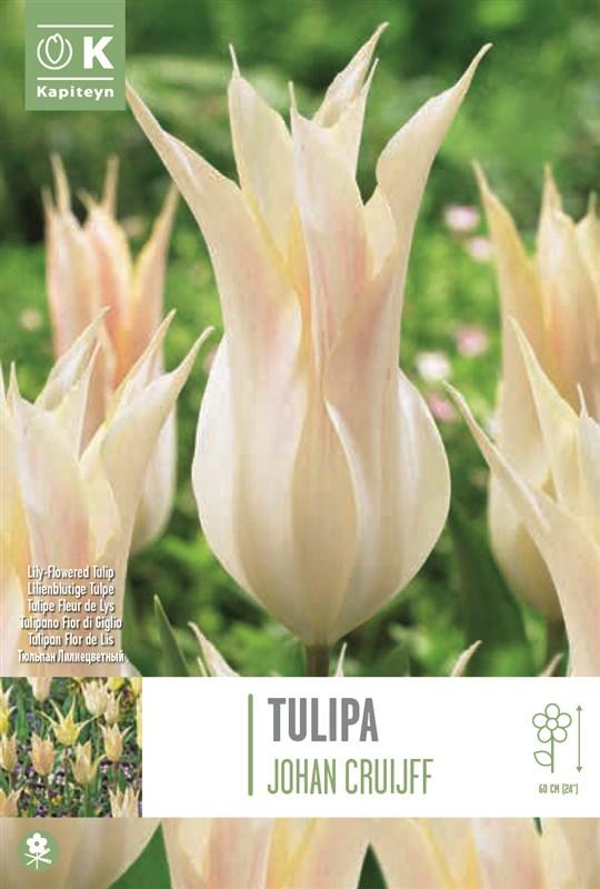 Bulbi Tulipano Fior di Giglio Johan Cruijff x8