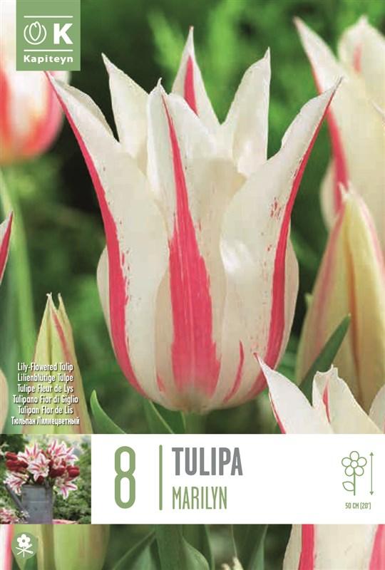 Bulbi Tulipano Fior di Giglio Marilyn x8