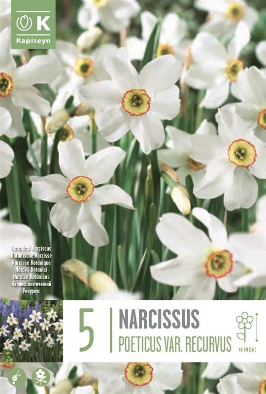 Bulbi Narciso Poeticus Recurvus x5