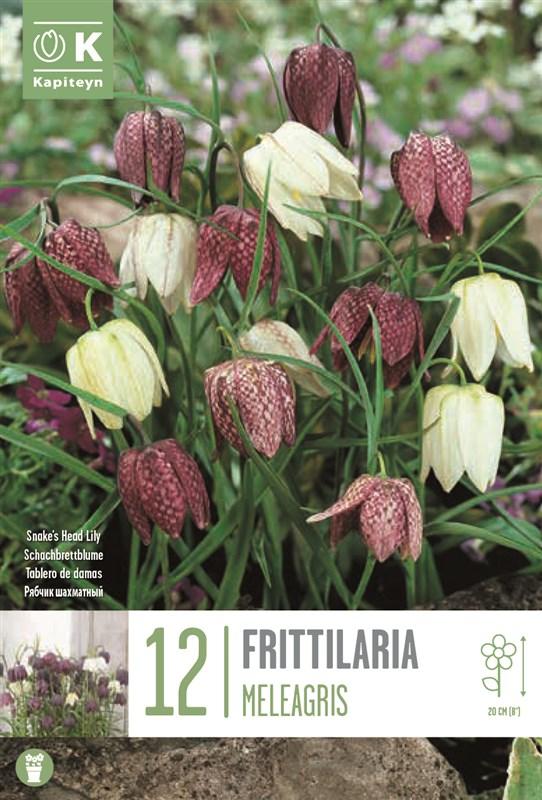 Bulbi Fritillaria Meleagris Mix x12