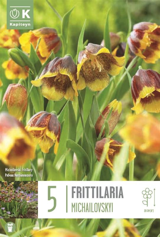 Bulbi Fritillaria Michailovskyi x5