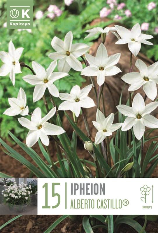 Bulbi Ipheion Alberto Castillo® x15