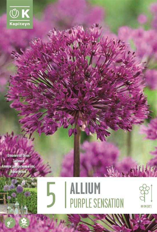 Bulbi Allium Purple Sensation x5
