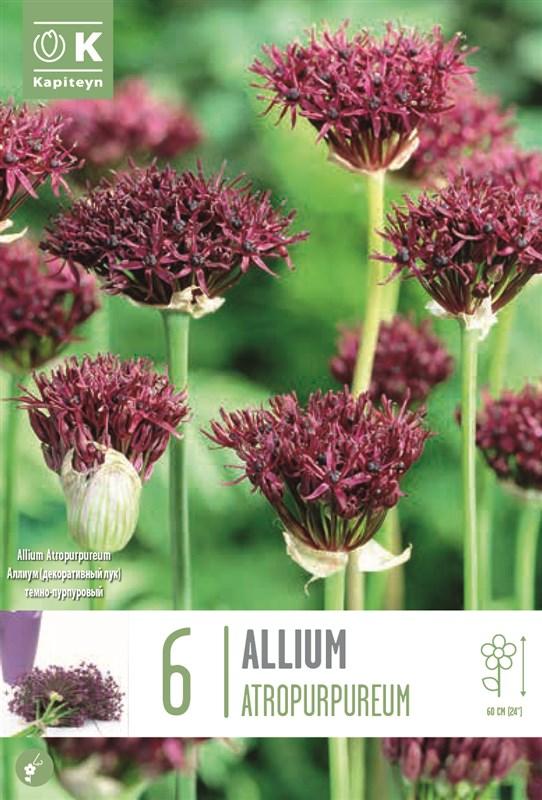 Bulbi Allium Atropurpureum x6