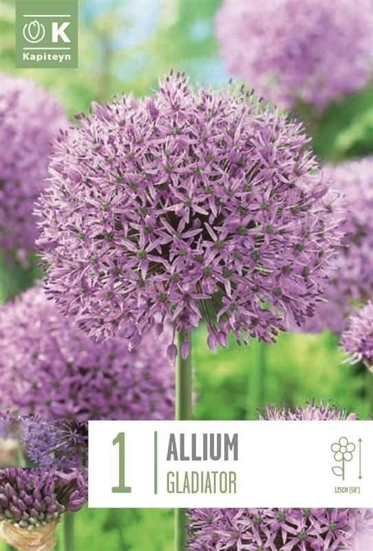 Bulbo Allium Gladiator
