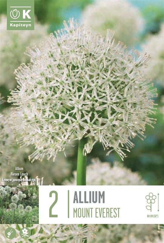 Bulbi Allium Mount Everest x2