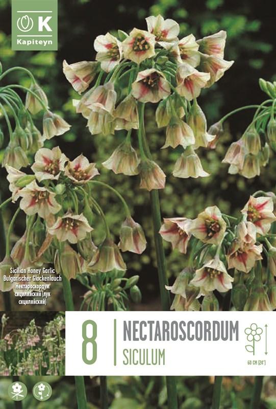 Bulbi Allium Nectaroscordum Siculum x8