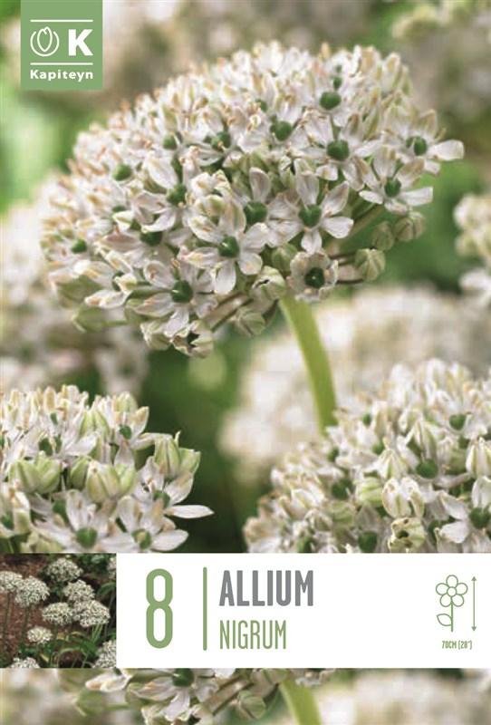 Bulbi Allium Nigrum x8