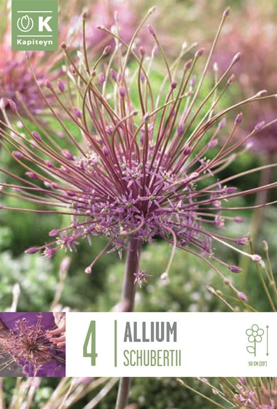 Bulbi Allium Schubertii x4