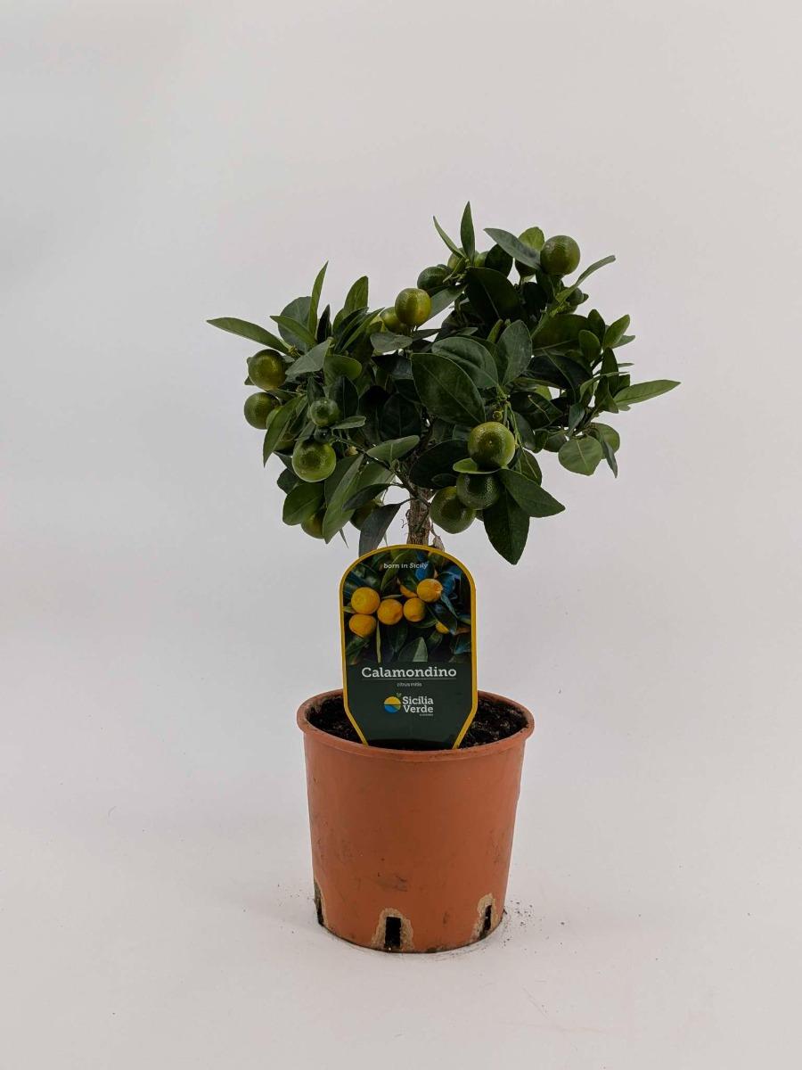 Calamondino agrume pianta v. 15