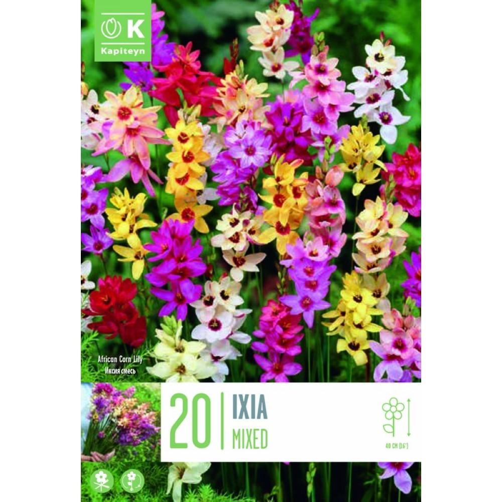 Bulbi di Ixia mixed KAPITEYN