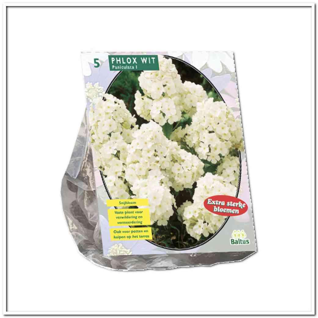 Phlox Witx 5 bulbi