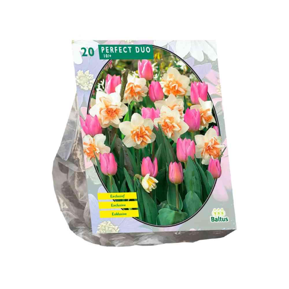 Bulbi Perfect duo Narcisi + Tulipani X 15