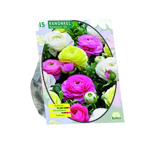 Bulbi Ranuncoli Pastel Mix x15