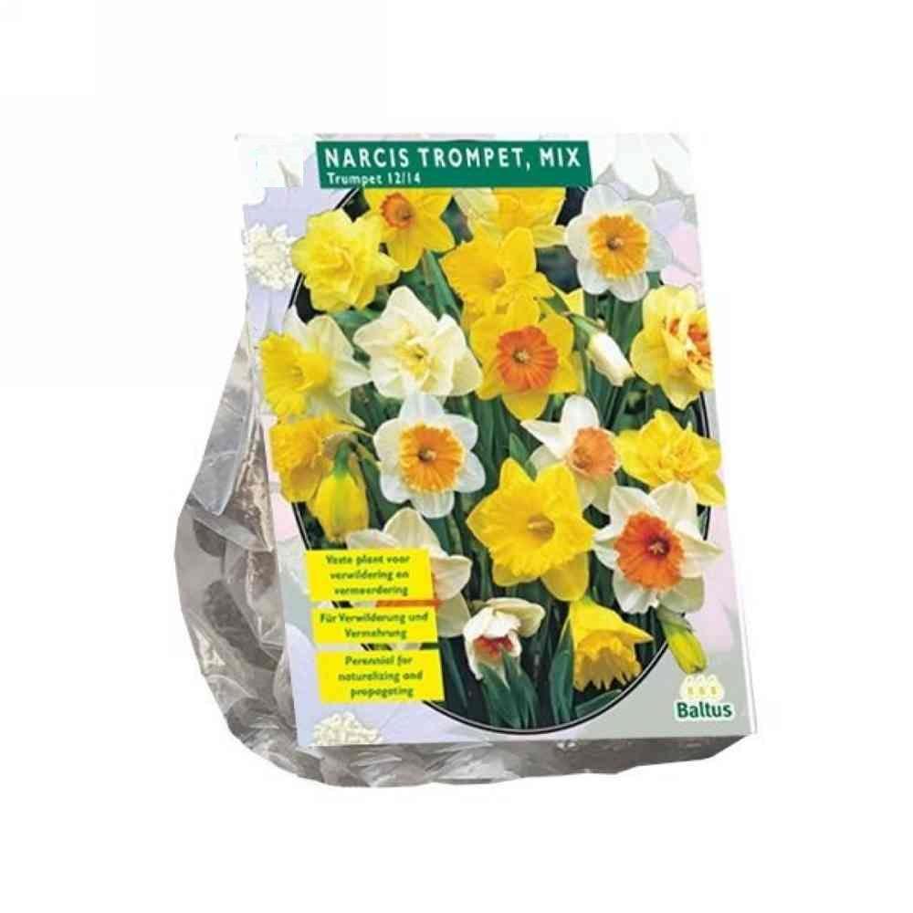 Bulbi Narciso trompet mix x 15