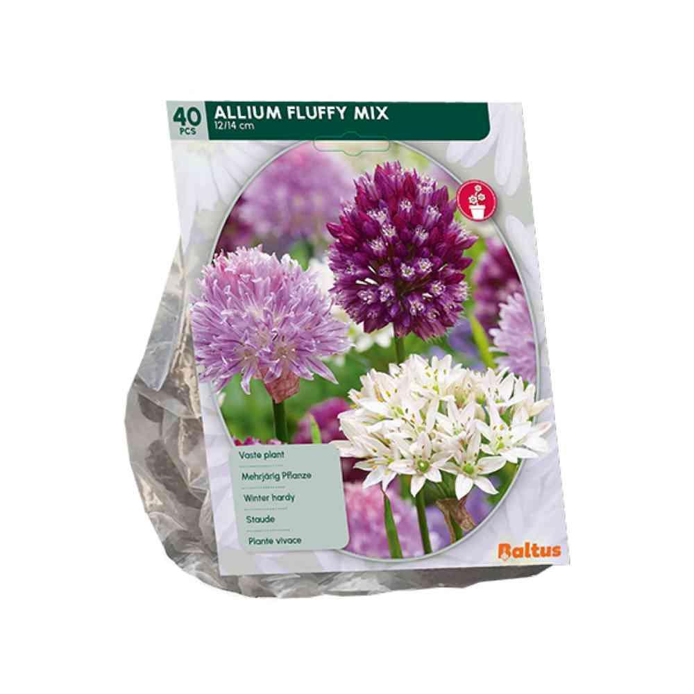 Bulbi di Allium fluffy mix X 40