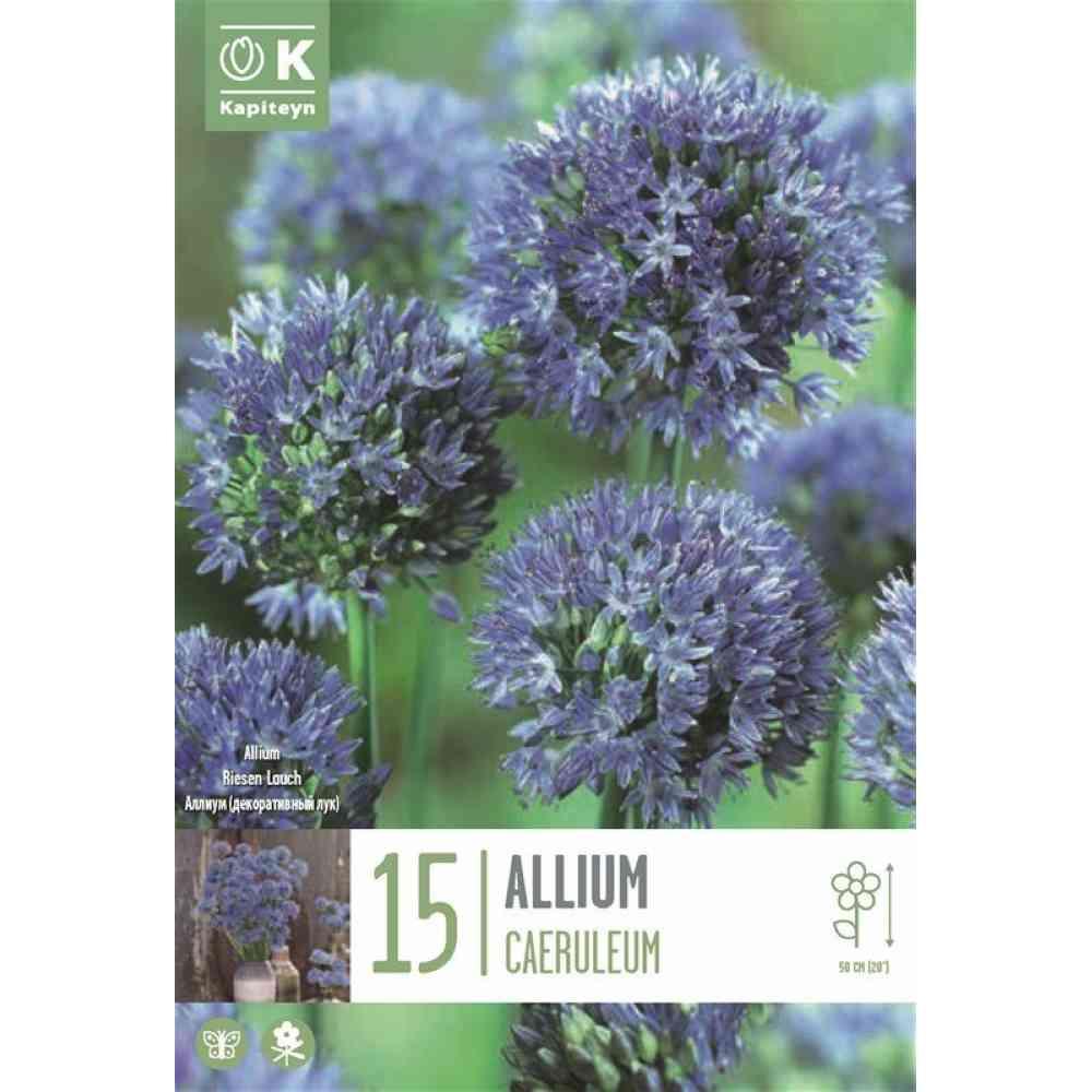 Bulbi Allium azureum x 15
