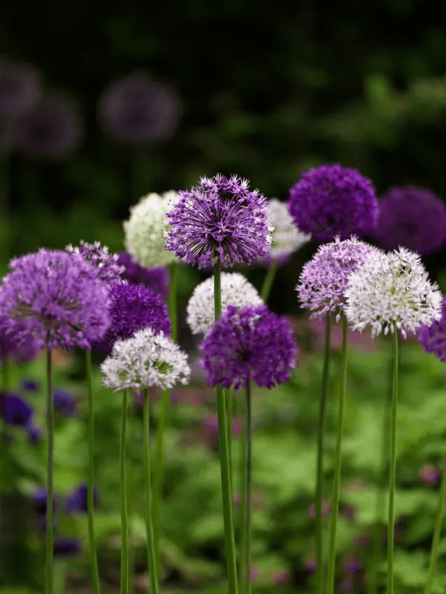 Bulbi Allium variety misti x 40