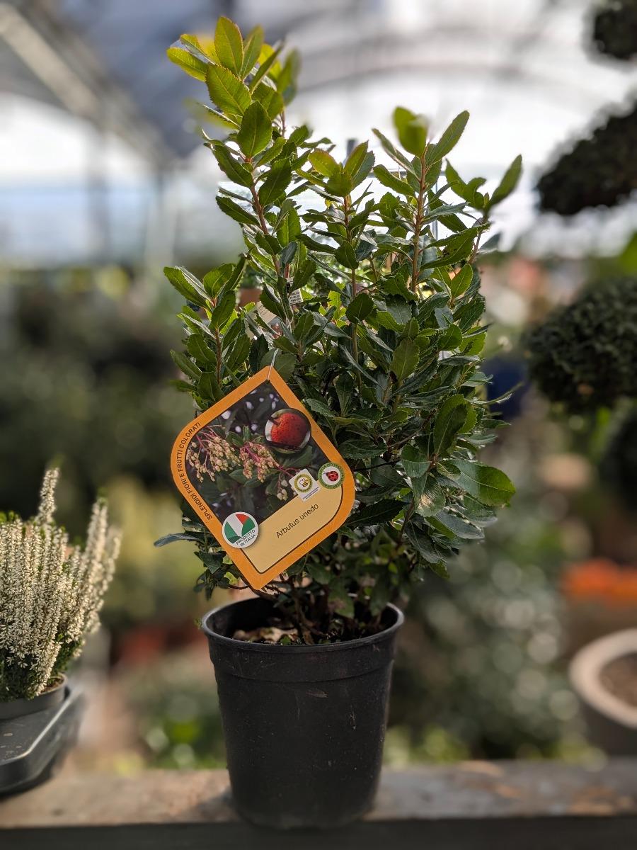 Corbezzolo pianta in vaso 18 cm Arbutus Unedo