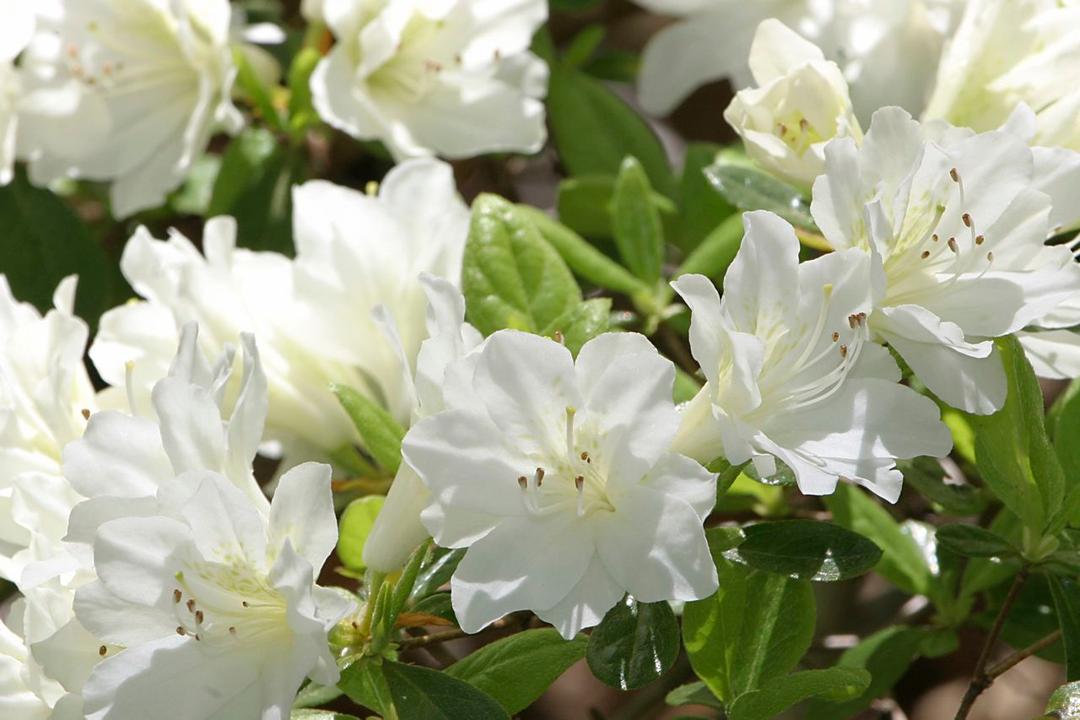 Azalea Extra vaso 15 cm