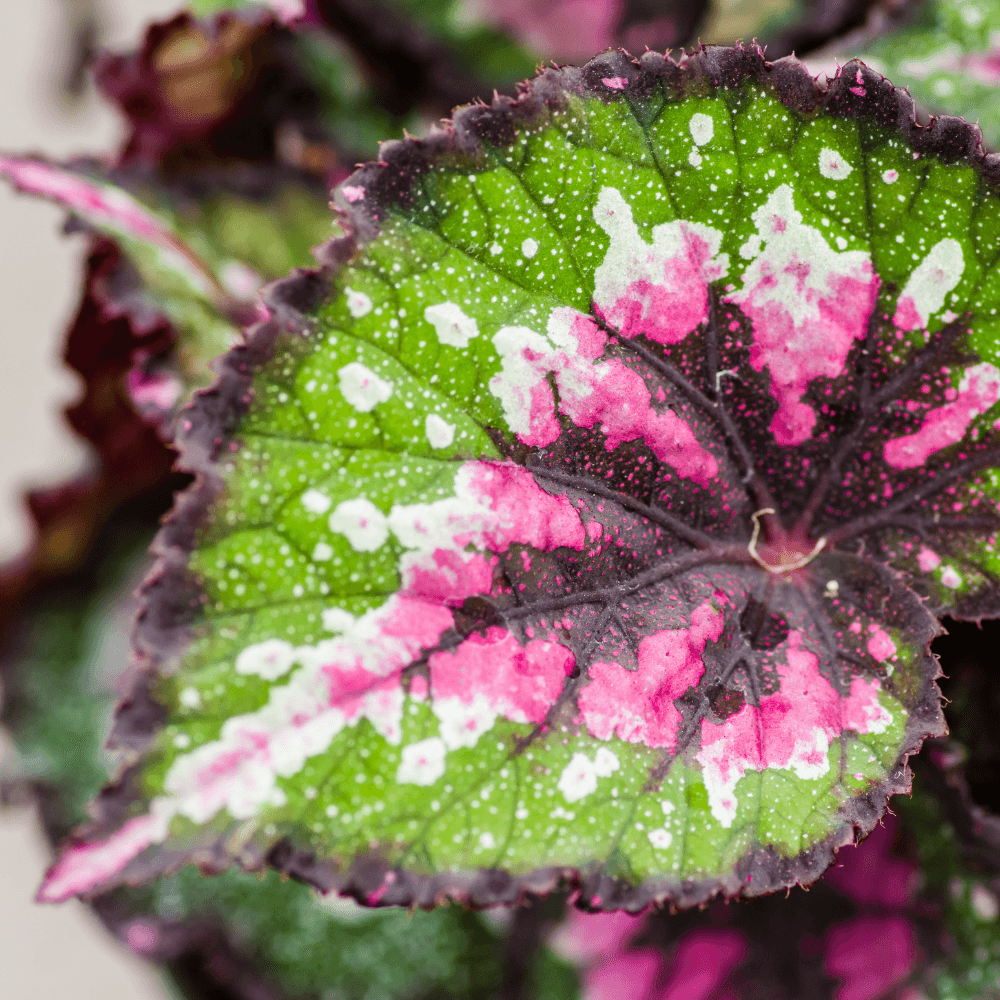 Begonia rex mix Ø13 cm | Altezza 30 35 cm