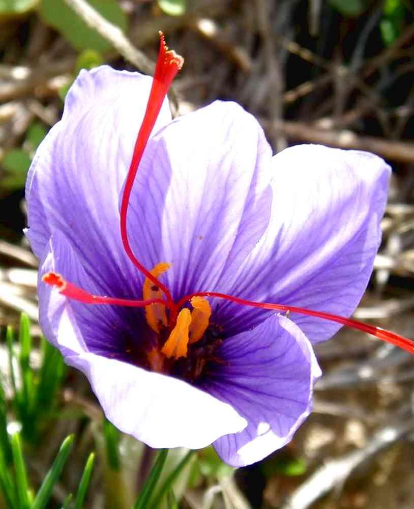 Bulbi di zafferano | Crocus sativus confezione da 10 bulbi