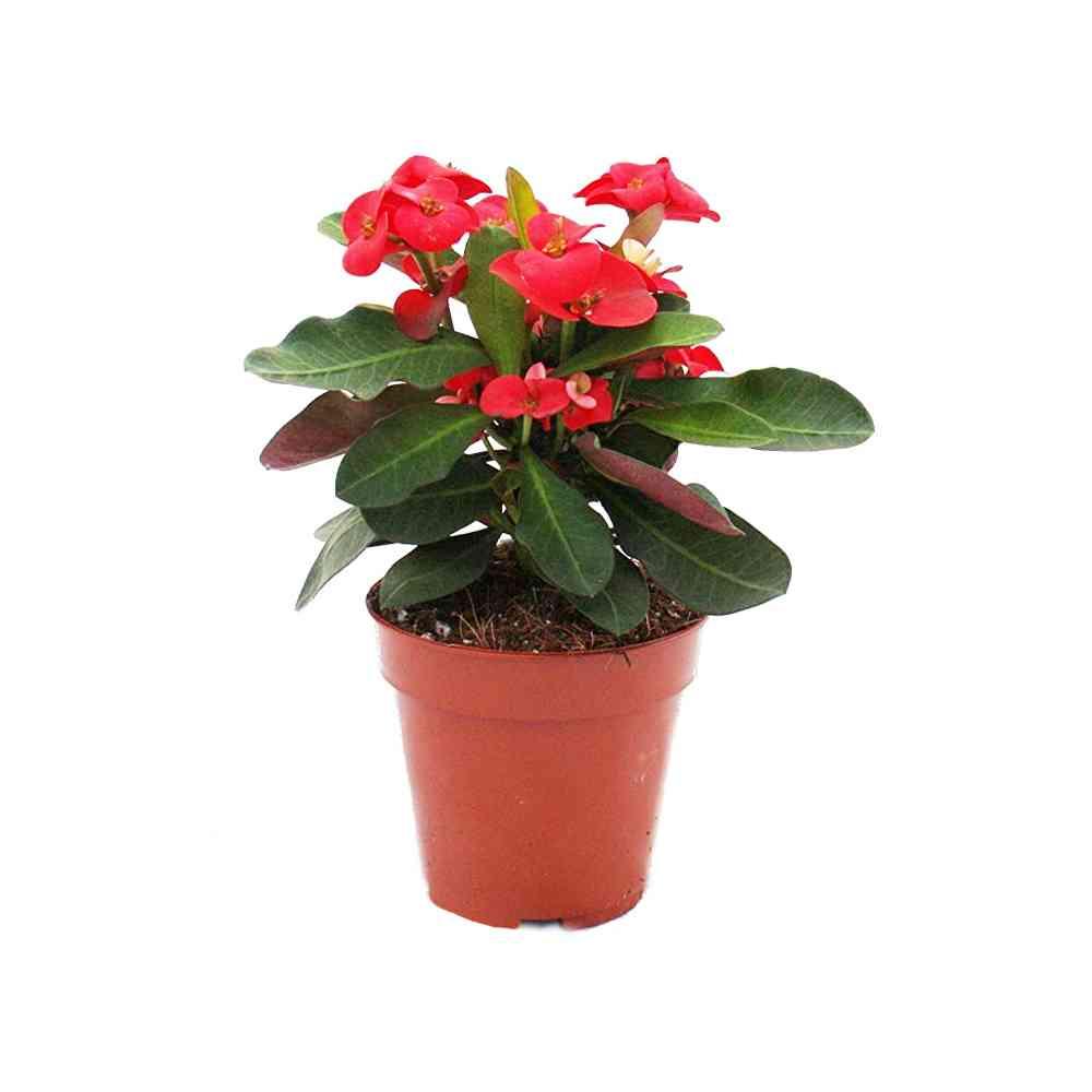 Euphorbia vulcanus vaso Ø14 cm Agricola Home & Garden