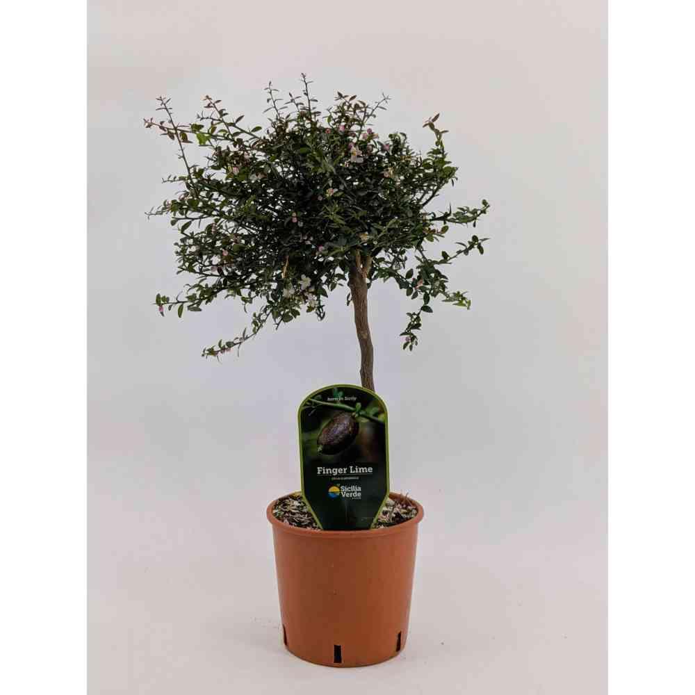 Finger lime agrume pianta v. 15