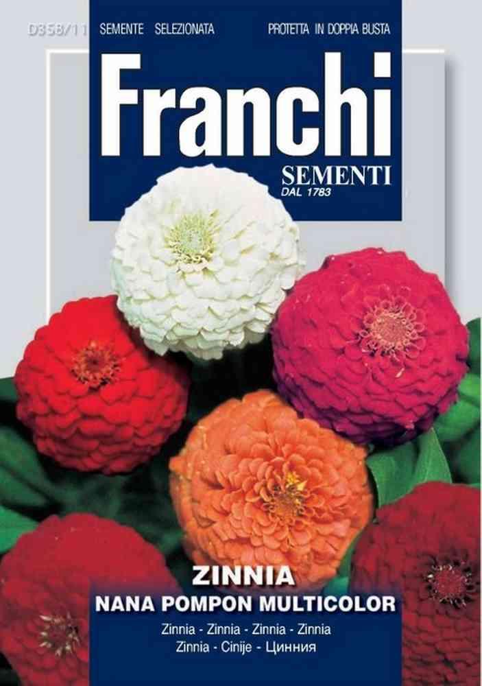 Zinnia pompon dbf db semi