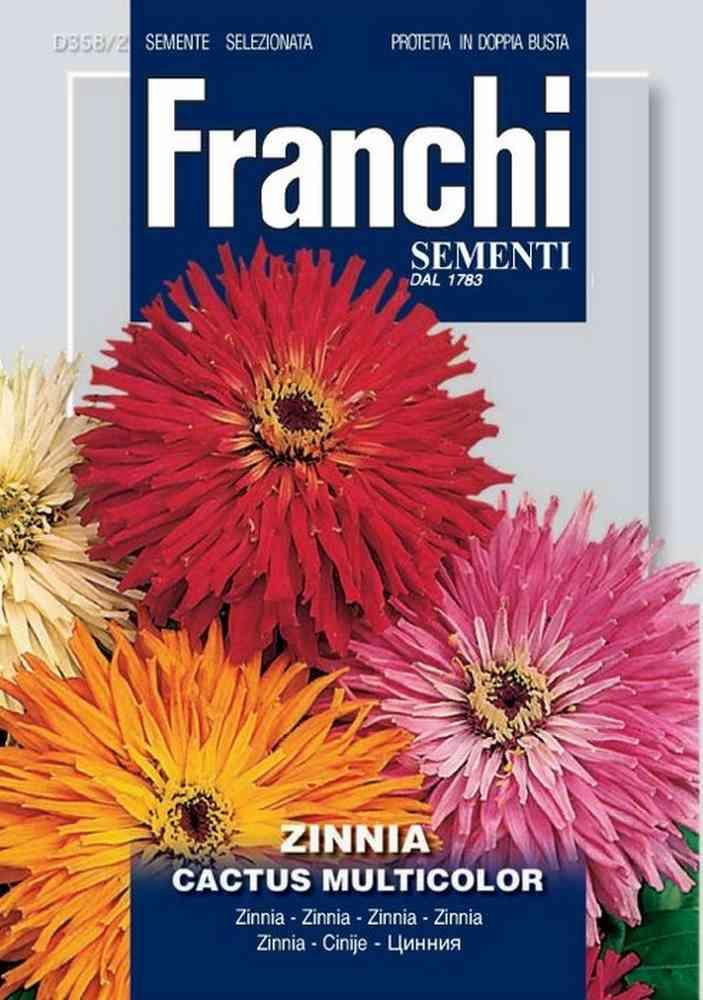 Zinnia cactus db semi
