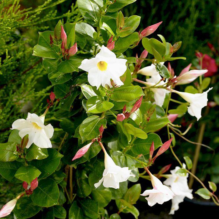 Dipladenia in vaso 14 cm – Rampicante sempreverde dai fiori vivaci