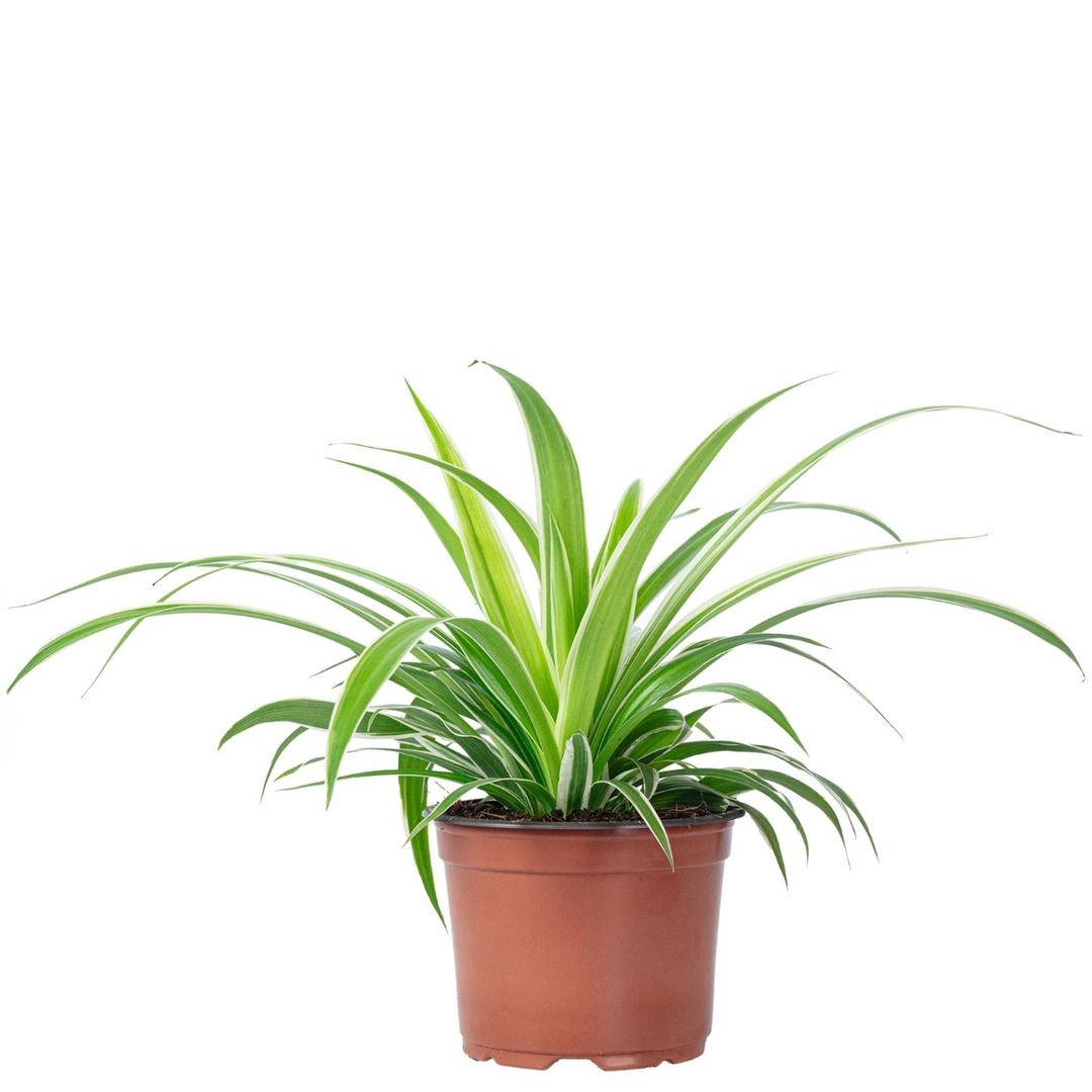 Clorophytum Falangio Pianta ragno vaso 12