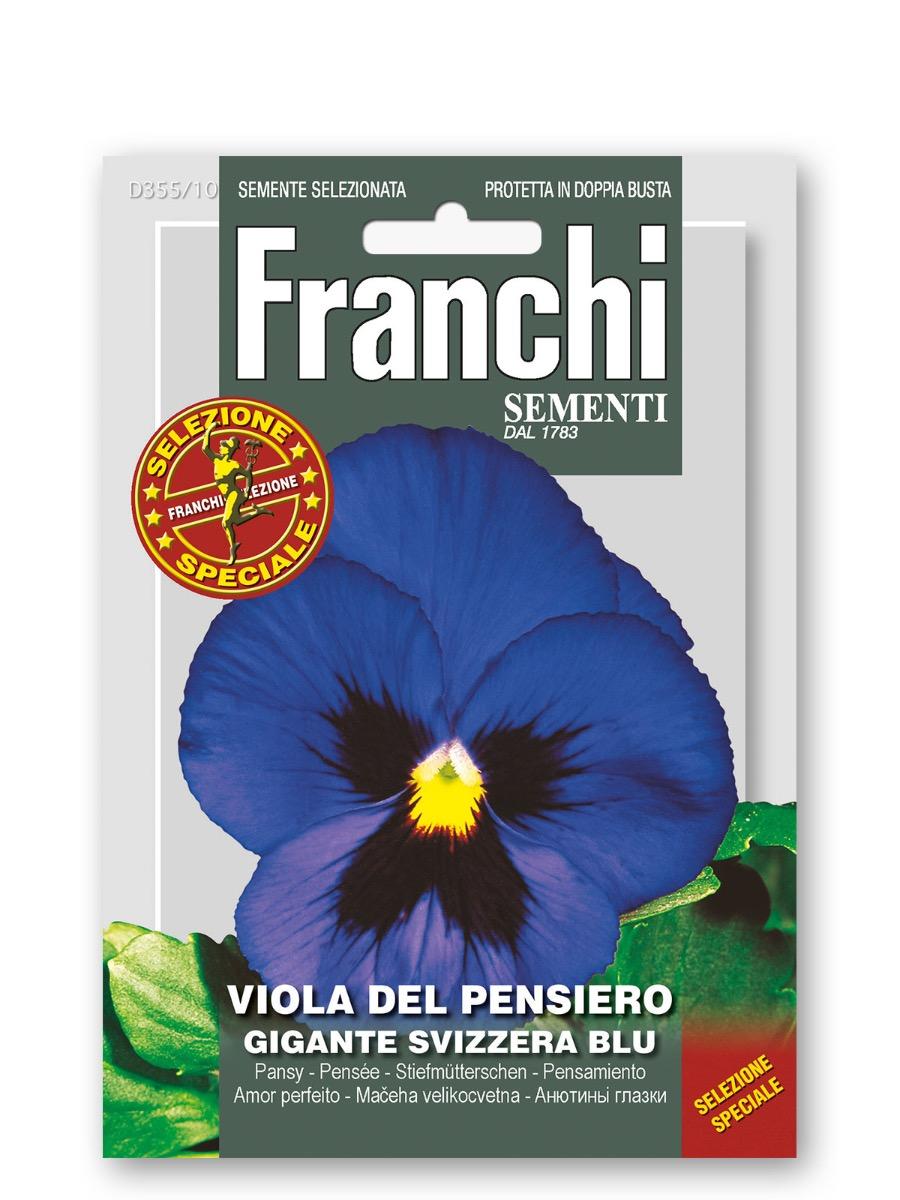 Viola del pensiero gigante svizzera blu semi orto