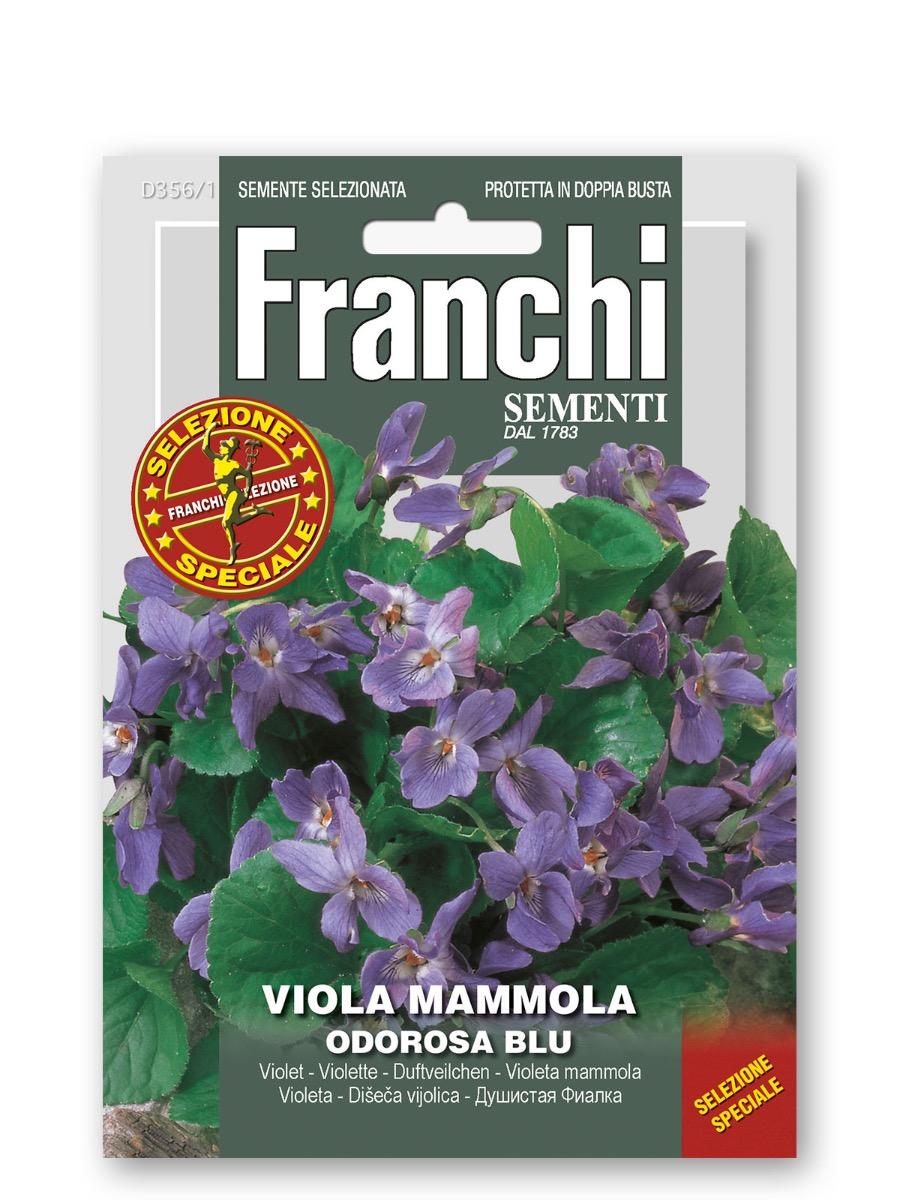 Viola mammola semi