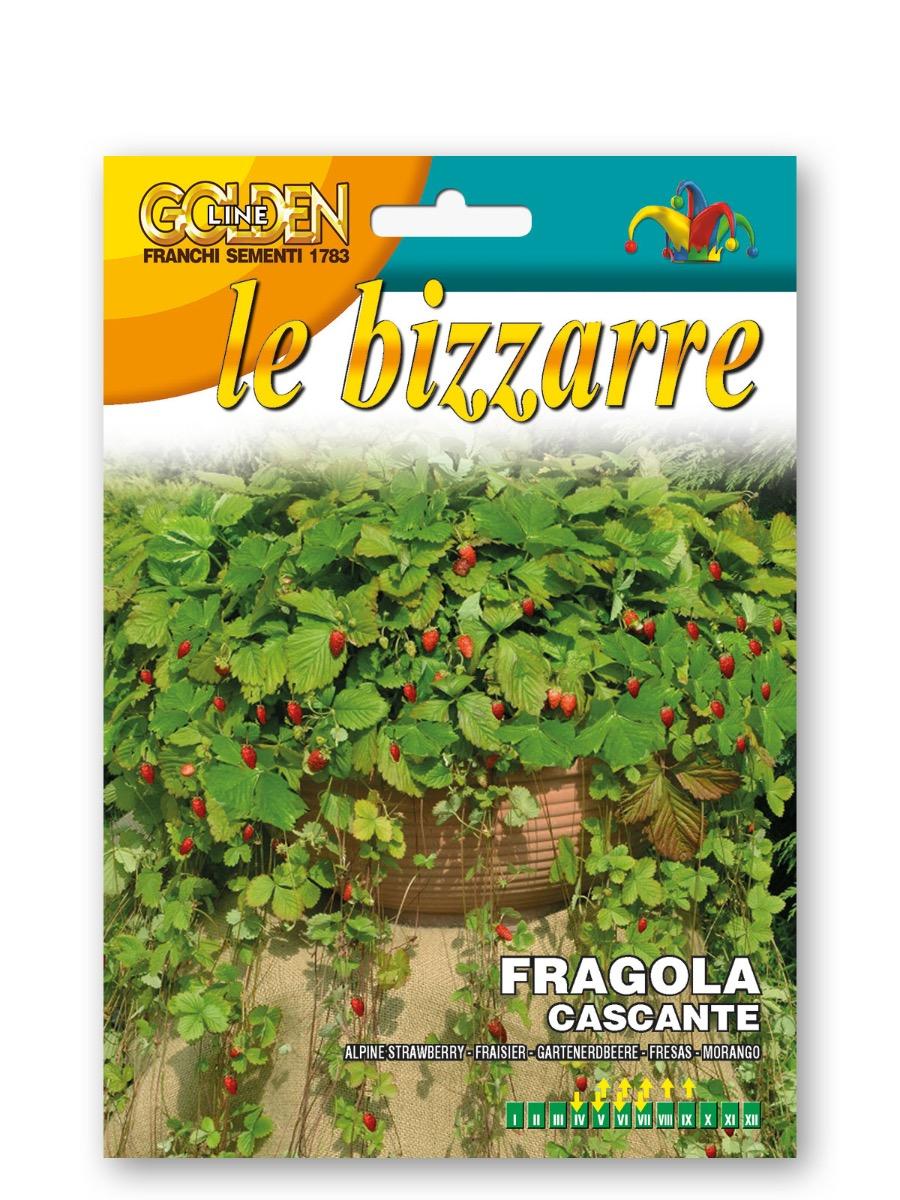 fragola cascante semi orto