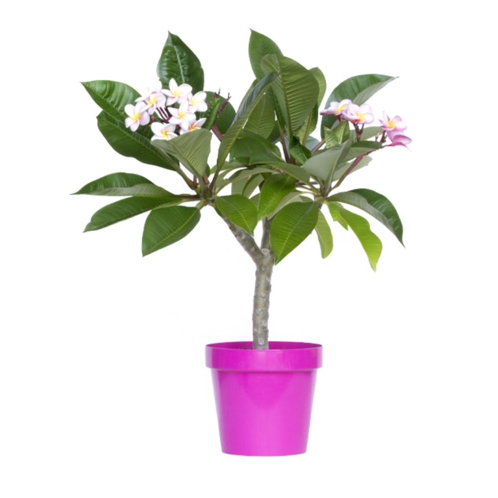 Frangipane (Pomelia o Plumeria) vaso 18 | Pianta ornamentale tropicale da esterno