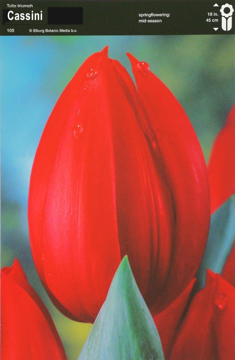 Bulbo Tulipano Triumph Cassini