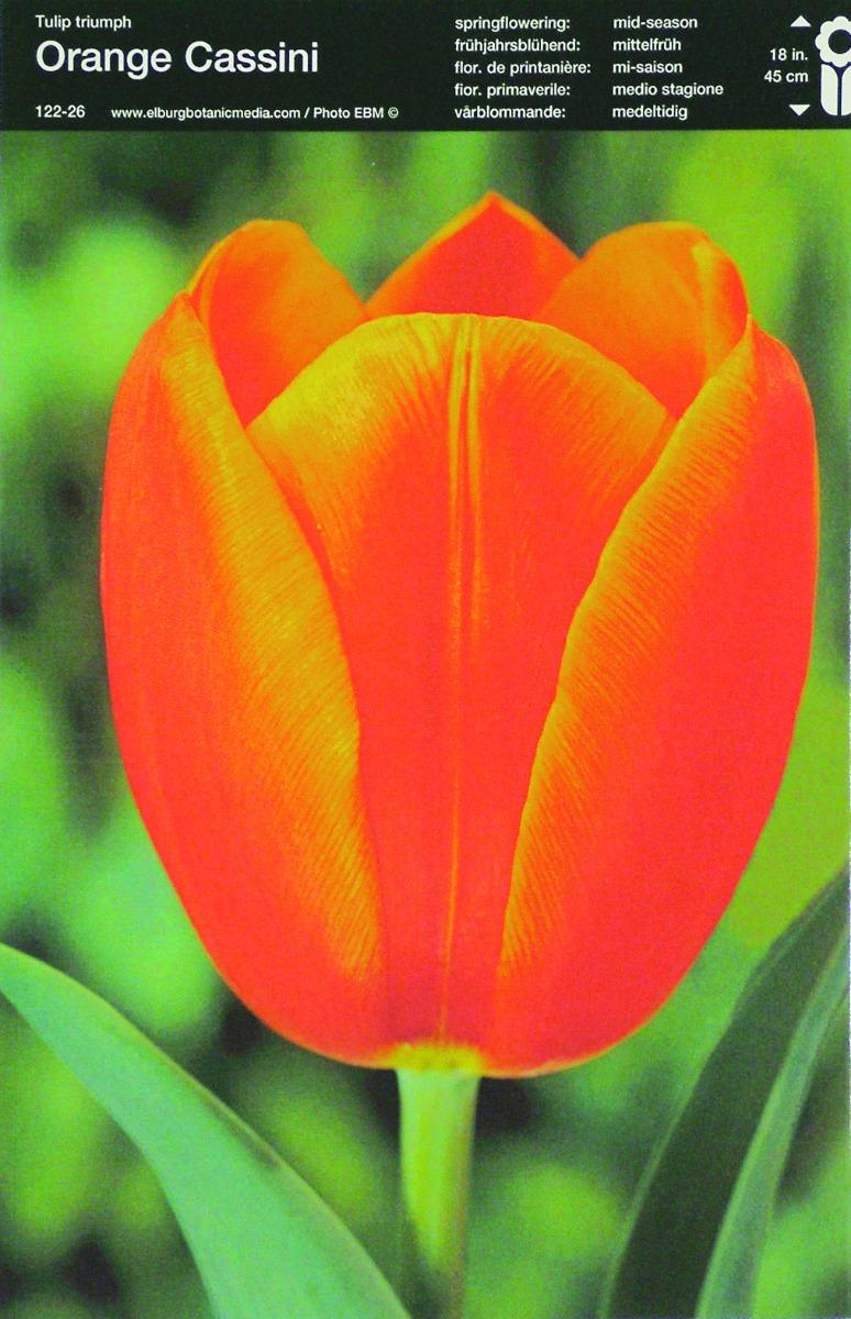 Bulbo Tulipano Triumph Orange Cassini