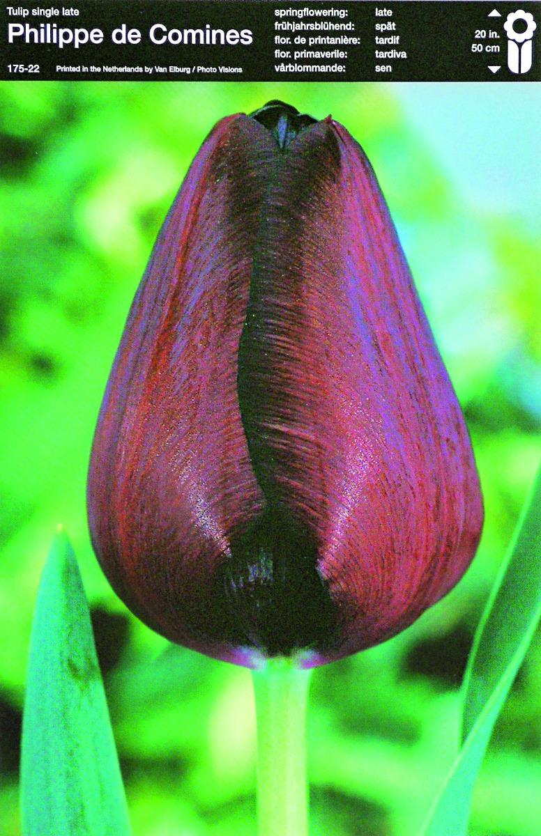 Bulbo Tulipano Single Late Philippe de Comines