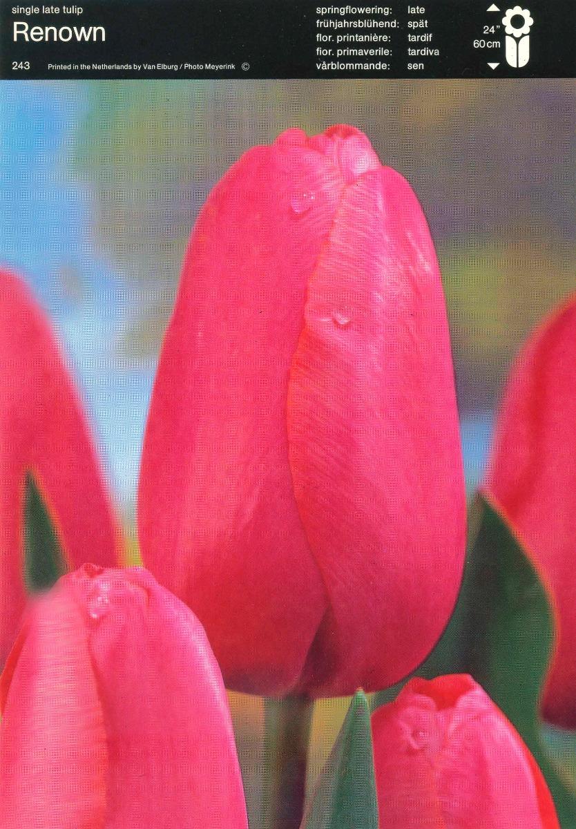 Bulbo Tulipano Single Late Renown