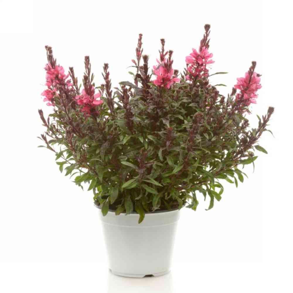 Gaura vaso Ø14 cm