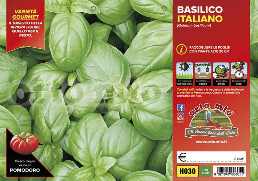 Basilico Genovese Gemma H030