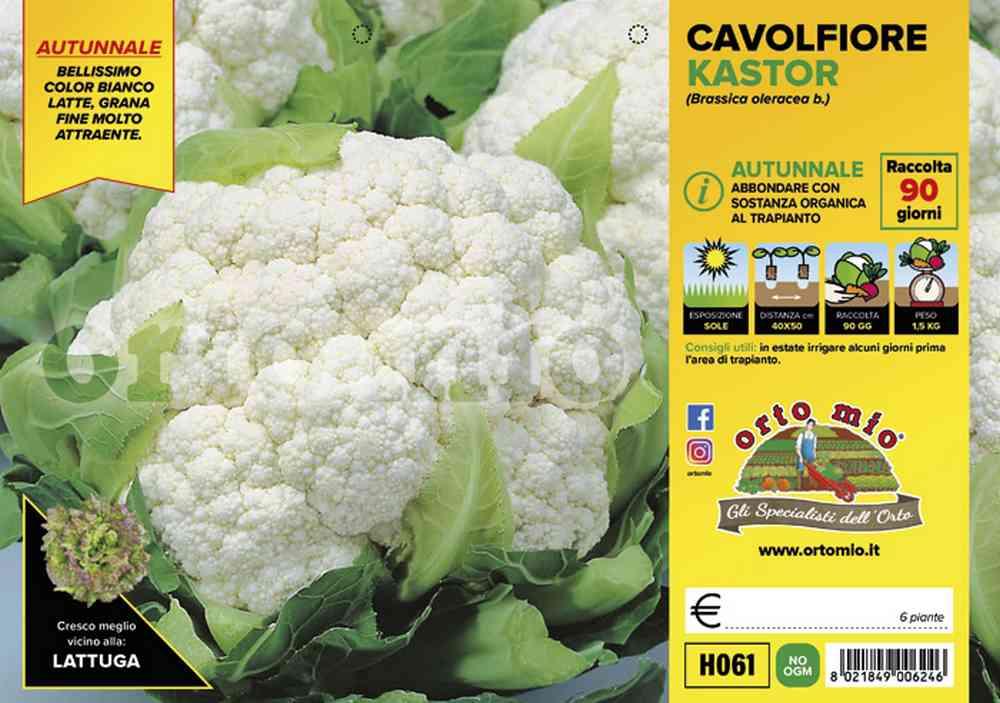 Cavolfiore Kastor H061